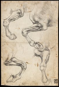 Studier av hästens ben av Leonardo da Vinci