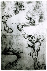 Studier af hestes ben (pen og blæk på papir) swed av Leonardo da Vinci