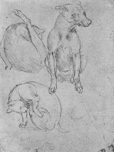 Studier av en hund och en katt, c1480 1945 av Leonardo da Vinci