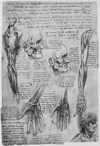 Studier av musklerna i ansiktet och armen, c1480 1945 av Leonardo da Vinci