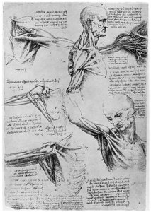 Studie av axelleder, 1510-1511 1954 av Leonardo da Vinci