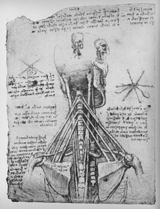 Studie av baksidan av ett skelett, visar nackens senor, c1480 1945 av Leonardo da Vinci