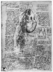 Studie av hjärtat och bronkialartärerna, sent 1400-tal eller tidigt 1500-tal 1954 av Leonardo da Vinci