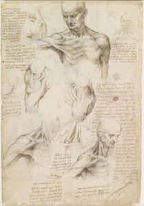 Ytlig anatomi i axel och nacke (recto) av Leonardo da Vinci