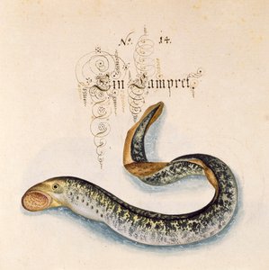 Lägg till 6485 f.50 Sea Lamprey