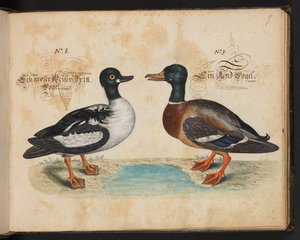"En exakt naturlig beskrivning och avgränsning av vattenfåglar, fiskar, fyrfotade bestar, insekter och maskar, som finns i vattnet vid Strassburg [Strasbourg], som jag själv sköt och hanterade. Leonard Baldner, Fisher and Citizen i Strassburg ", c