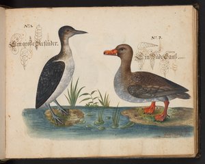 "En exakt naturlig beskrivning och avgränsning av vattenfåglar, fiskar, fyrfotade bestar, insekter och maskar, som finns i vattnet vid Strassburg [Strasbourg], som jag själv sköt och hanterade. Leonard Baldner, Fisher and Citizen i Strassburg ", c