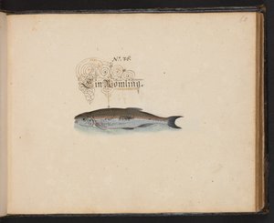 "En exakt naturlig beskrivning och avgränsning av vattenfåglar, fiskar, fyrfotade bestar, insekter och maskar, som finns i vattnet vid Strassburg [Strasbourg], som jag själv sköt och hanterade. Leonard Baldner, Fisher and Citizen i Strassburg ", c