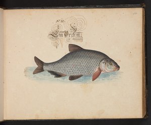 "En exakt naturlig beskrivning och avgränsning av vattenfåglar, fiskar, fyrfotade bestar, insekter och maskar, som finns i vattnet vid Strassburg [Strasbourg], som jag själv sköt och hanterade. Leonard Baldner, Fisher and Citizen i Strassburg ", c