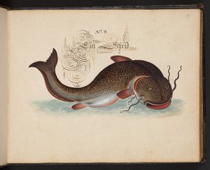 "En exakt naturlig beskrivning och avgränsning av vattenfåglar, fiskar, fyrfotade bestar, insekter och maskar, som finns i vattnet vid Strassburg [Strasbourg], som jag själv sköt och hanterade. Leonard Baldner, Fisher and Citizen i Strassburg ", c