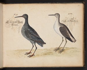 "En exakt naturlig beskrivning och avgränsning av vattenfåglar, fiskar, fyrfotade bestar, insekter och maskar, som finns i vattnet vid Strassburg [Strasbourg], som jag själv sköt och hanterade. Leonard Baldner, Fisher and Citizen i Strassburg ", c