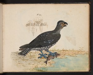 "En exakt naturlig beskrivning och avgränsning av vattenfåglar, fiskar, fyrfotade bestar, insekter och maskar, som finns i vattnet vid Strassburg [Strasbourg], som jag själv sköt och hanterade. Leonard Baldner, Fisher and Citizen i Strassburg ", c