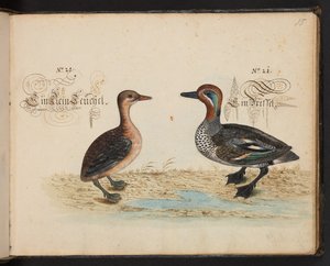 "En exakt naturlig beskrivning och avgränsning av vattenfåglar, fiskar, fyrfotade bestar, insekter och maskar, som finns i vattnet vid Strassburg [Strasbourg], som jag själv sköt och hanterade. Leonard Baldner, Fisher and Citizen i Strassburg ", c