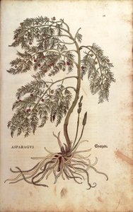 Sparris (Asparagus officinalis) av Leonhart Fuchs från De historia stirpium commentarii insignes (Notable Commentaries on the History of Plants), färgat gravyr. av Leonhard Fuchs