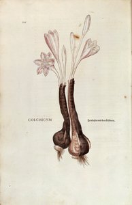 Höstkrokus (Autumn Colchicum) av Leonhart Fuchs från De historia stirpium commentarii insignes (Anmärkningsvärda kommentarer om växternas historia), färgstickad gravyr av Leonhard Fuchs