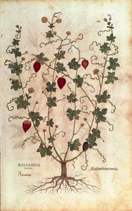 Balsamäpple (Momordica balsamina) av Leonhart Fuchs från De historia stirpium commentarii insignes (Anmärkningsvärda kommentarer om växternas historia), färgstickad gravyr av Leonhard Fuchs