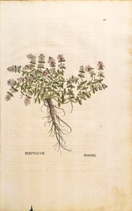 Breckland eller vild timjan (Thymus serpyllum), färggrafit av Leonhart Fuchs