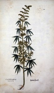 Cannabis Sativa (Hemp Cultivtive) - i "The History of Racism" av Leonhart Fuchs