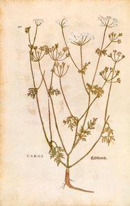 Kummin - Carum carvi (Caros) av Leonhart Fuchs från De historia stirpium commentarii insignes (Anmärkningsvärda kommentarer om växternas historia) färggravyr av Leonhard Fuchs