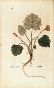 Höstfot (Tussilago farfara) av Leonhart Fuchs från De historia stirpium commentarii insignes (Notable Commentaries on the History of Plants), färggrafit.