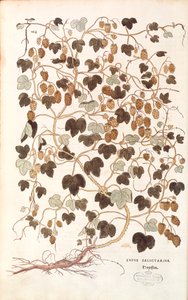 Vanlig humle - Humulus lupulus (Lupus salictarius) av Leonhart Fuchs från De historia stirpium commentarii insignes (Anmärkningsvärda kommentarer om växternas historia) färggravyr