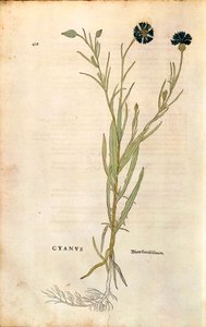 Blåklint (Centaurea cyanus) av Leonhart Fuchs från De historia stirpium commentarii insignes (Anmärkningsvärda kommentarer om växternas historia), färgstickad gravyr