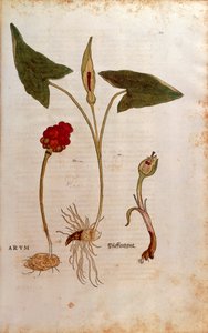 Cuckoo Pint eller italienska herrar och damer - Arum italicum (Arum) av Leonhart Fuchs från De historia stirpium commentarii insignes (Anmärkningsvärda kommentarer om växternas historia), färgstickad gravyr av Leonhard Fuchs