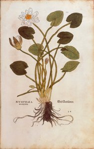 Europeisk vit näckros eller vit lotus - Nymphaea alba (Nymphaea candida) av Leonhart Fuchs från De historia stirpium commentarii insignes (Anmärkningsvärda kommentarer om växternas historia), färgstickad gravyr