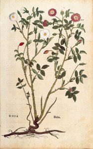 Vintergrön ros (Rosa sempervirens) av Leonhart Fuchs från De historia stirpium commentarii insignes (Notable Commentaries on the History of Plants), färgad gravyr