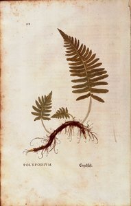 Ormbunke, vanlig polypodi (Polypodium vulgare) av Leonhart Fuchs från De historia stirpium commentarii insignes (Anmärkningsvärda kommentarer om växternas historia) färggravyr av Leonhard Fuchs