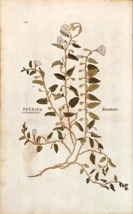 Åkerbinda - Convolvulus arvensis (Helxine cissampelos) av Leonhart Fuchs från De historia stirpium commentarii insignes (Anmärkningsvärda kommentarer om växternas historia) färgstick av Leonhard Fuchs