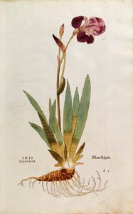 Tysk Iris - Iris florentina (Iris germanica) av Leonhart Fuchs från De historia stirpium commentarii insignes (Anmärkningsvärda kommentarer om växternas historia), färgstick