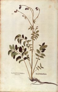 Stor brännskada - Sanguisorba officinalis (Sanguisorba major) av Leonhart Fuchs från De historia stirpium commentarii insignes (Anmärkningsvärda kommentarer om växternas historia) färggravyr av Leonhard Fuchs