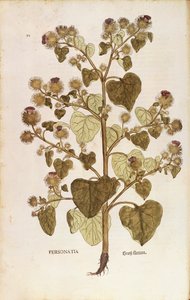 Greater Burdock - Arctium lappa (Personatia) av Leonhart Fuchs från De historia stirpium commentarii insignes (Anmärkningsvärda kommentarer om växternas historia), färgstick av Leonhard Fuchs