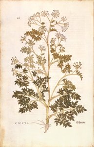 Hemlock - Conium maculatum (Cicuta) av Leonhart Fuchs från De historia stirpium commentarii insignes (Anmärkningsvärda kommentarer om växternas historia), färgstickad gravyr av Leonhard Fuchs