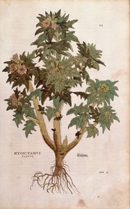Henbane - Hyoscyamus niger (Hyoscyamus flavus) av Leonhart Fuchs från De historia stirpium commentarii insignes (Anmärkningsvärda kommentarer om växternas historia) färgstickad gravyr av Leonhard Fuchs
