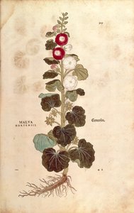 Hollyhock - Malvaceae - Alcea (Malva hortensis) av Leonhart Fuchs från De historia stirpium commentarii insignes (Anmärkningsvärda kommentarer om växternas historia) färgstickad gravyr av Leonhard Fuchs