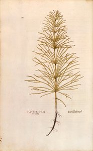 Åkerfräken - Equisetum arvense (Equisetum arvense) av Leonhart Fuchs från The History of Plants (Anmärkningsvärda kommentarer om växternas historia), färgstickad gravyr av Leonhard Fuchs