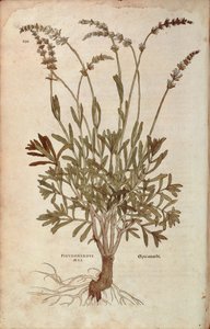 Lavendel - Lavandula spica (Pseudonardus mas) av Leonhart Fuchs från De historia stirpium commentarii insignes (Anmärkningsvärda kommentarer om växternas historia), färgstickad gravyr av Leonhard Fuchs