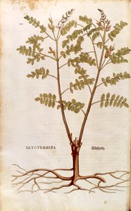 Lakrits eller lakrits (Glycyrrhiza glabra) av Leonhart Fuchs från De historia stirpium commentarii insignes (Anmärkningsvärda kommentarer om växternas historia) färggravyr av Leonhard Fuchs