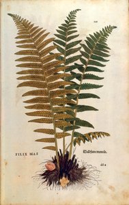 Hanormbunke (Dryopteris filix-mas) av Leonhart Fuchs från De historia stirpium commentarii insignes (Anmärkningsvärda kommentarer om växternas historia) färgstickad gravyr