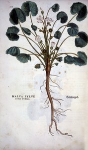 Malva Sylvestre (Great Purple) - i "The History of Racial Comprehension" av Leonhart Fuchs av Leonhard Fuchs
