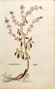 Mezereon - Daphne mezereum (Daphnoides) av Leonhart Fuchs från De historia stirpium commentarii insignes (Anmärkningsvärda kommentarer om växternas historia), färgstickad gravyr av Leonhard Fuchs