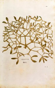 Mistel (Viscum album) av Leonhart Fuchs från De historia stirpium commentarii insignes (Anmärkningsvärda kommentarer om växternas historia) färggravyr av Leonhard Fuchs