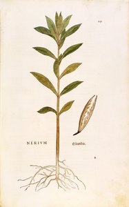 Oleander (Nerium oleander) av Leonhart Fuchs från De historia stirpium commentarii insignes (Anmärkningsvärda kommentarer om växternas historia), färgstickad gravyr av Leonhard Fuchs
