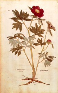 Pion - Paeonia officinalis (Paeonia foemina) av Leonhart Fuchs från De historia stirpium commentarii insignes (Anmärkningsvärda kommentarer om växternas historia), färgstickad gravyr