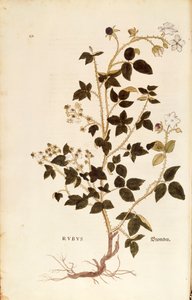 Tallrik: Dewberry (Rubus) av Leonhart Fuchs från De historia stirpium commentarii insignes (Anmärkningsvärda kommentarer om växternas historia), färgstickad gravyr av Leonhard Fuchs