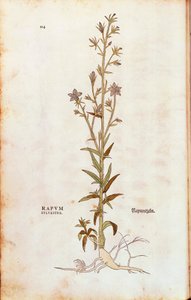 Rampion bellflower - Campanula rapunculus (Rapum sylvestre) av Leonhart Fuchs från De historia stirpium commentarii insignes (Anmärkningsvärda kommentarer om växternas historia) färgstickad gravyr