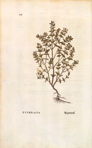 Röd ögontröst (Euphrasia officinalis) av Leonhart Fuchs från De historia stirpium commentarii insignes (Anmärkningsvärda kommentarer om växternas historia) färggravyr