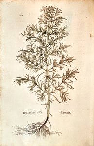 Rosmarin, Rosmarinus Officinalis (Rosmarinus). färgad gravyr